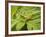 Small Gold Grasshopper on Leaf-Harald Kroiss-Framed Photographic Print