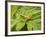 Small Gold Grasshopper on Leaf-Harald Kroiss-Framed Photographic Print