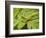 Small Gold Grasshopper on Leaf-Harald Kroiss-Framed Photographic Print