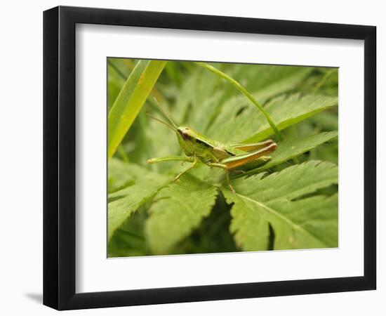 Small Gold Grasshopper on Leaf-Harald Kroiss-Framed Photographic Print