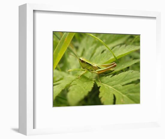 Small Gold Grasshopper on Leaf-Harald Kroiss-Framed Photographic Print