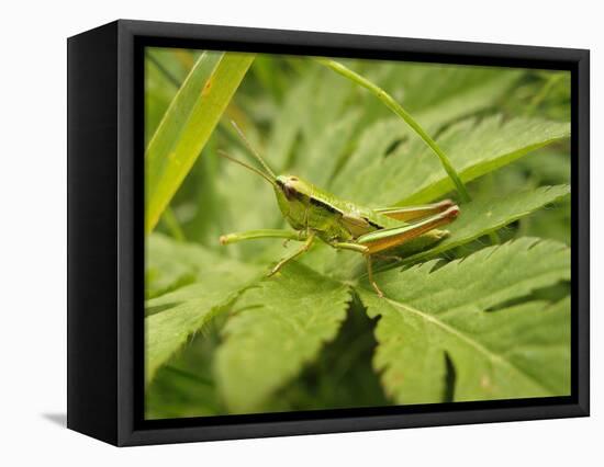 Small Gold Grasshopper on Leaf-Harald Kroiss-Framed Premier Image Canvas