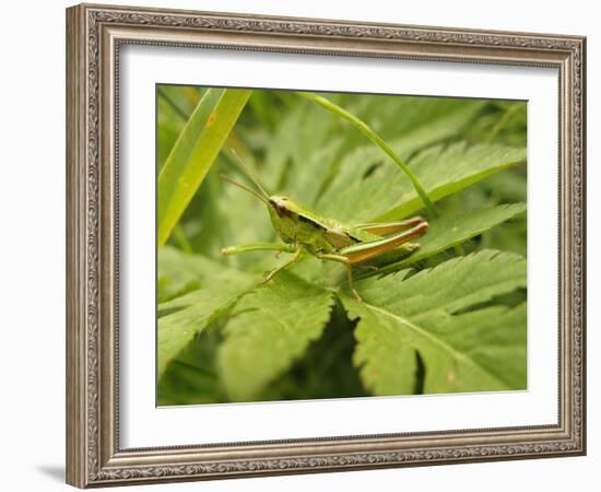 Small Gold Grasshopper on Leaf-Harald Kroiss-Framed Photographic Print