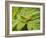 Small Gold Grasshopper on Leaf-Harald Kroiss-Framed Photographic Print