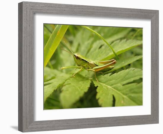 Small Gold Grasshopper on Leaf-Harald Kroiss-Framed Photographic Print