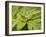 Small Gold Grasshopper on Leaf-Harald Kroiss-Framed Photographic Print