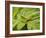 Small Gold Grasshopper on Leaf-Harald Kroiss-Framed Photographic Print