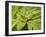 Small Gold Grasshopper on Leaf-Harald Kroiss-Framed Photographic Print