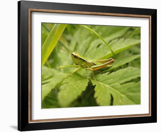 Small Gold Grasshopper on Leaf-Harald Kroiss-Framed Photographic Print