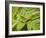 Small Gold Grasshopper on Leaf-Harald Kroiss-Framed Photographic Print