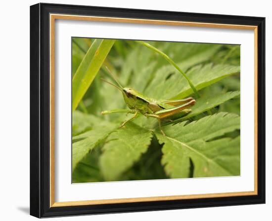 Small Gold Grasshopper on Leaf-Harald Kroiss-Framed Photographic Print