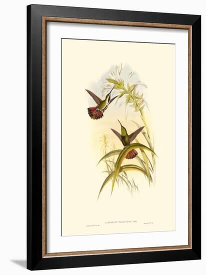 Small Gould Hummingbird I-John Gould-Framed Art Print