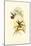 Small Gould Hummingbird I-John Gould-Mounted Art Print