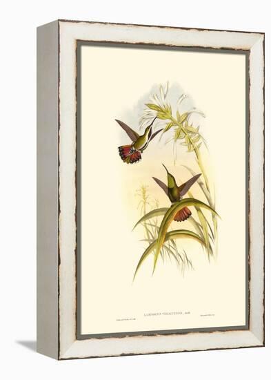 Small Gould Hummingbird I-John Gould-Framed Stretched Canvas