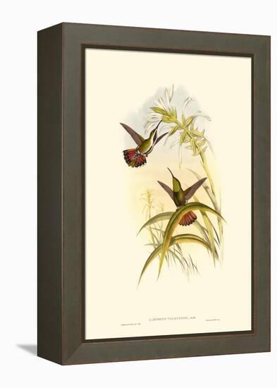 Small Gould Hummingbird I-John Gould-Framed Stretched Canvas