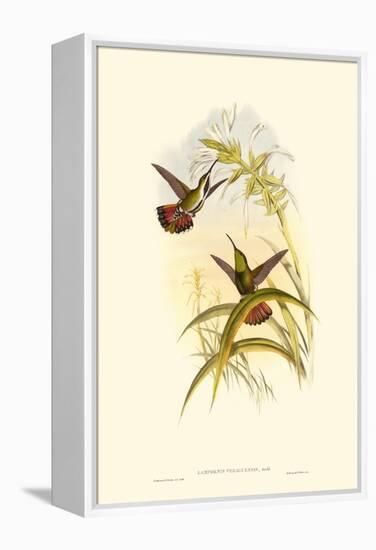 Small Gould Hummingbird I-John Gould-Framed Stretched Canvas