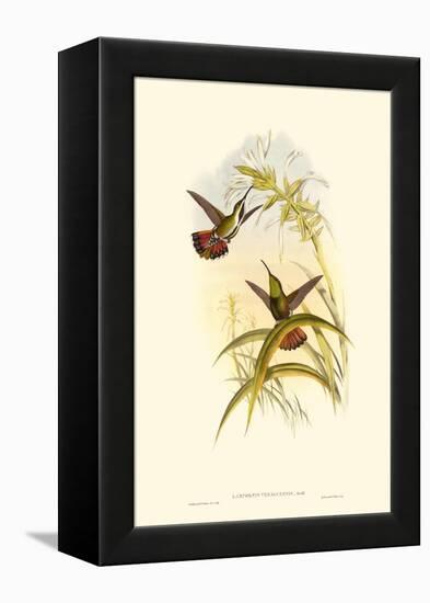 Small Gould Hummingbird I-John Gould-Framed Stretched Canvas