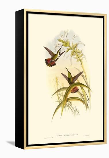 Small Gould Hummingbird I-John Gould-Framed Stretched Canvas