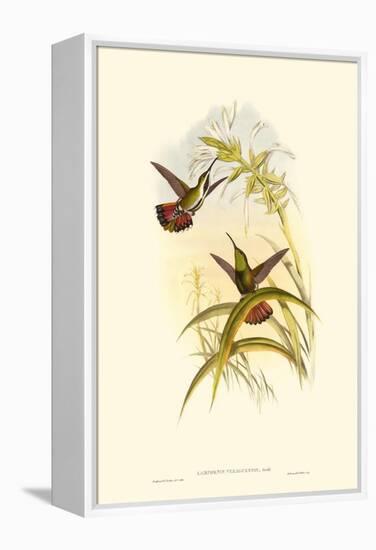 Small Gould Hummingbird I-John Gould-Framed Stretched Canvas