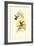 Small Gould Hummingbird I-John Gould-Framed Art Print