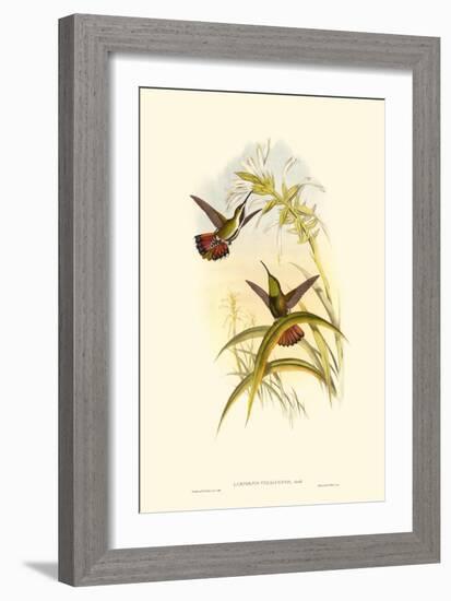 Small Gould Hummingbird I-John Gould-Framed Art Print