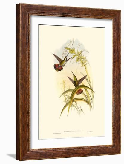 Small Gould Hummingbird I-John Gould-Framed Art Print