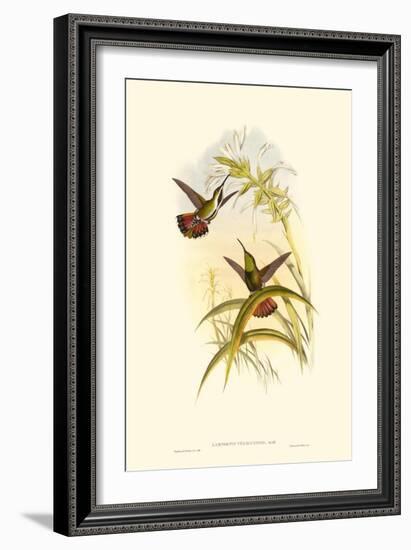 Small Gould Hummingbird I-John Gould-Framed Art Print