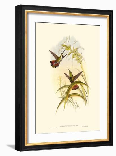 Small Gould Hummingbird I-John Gould-Framed Art Print