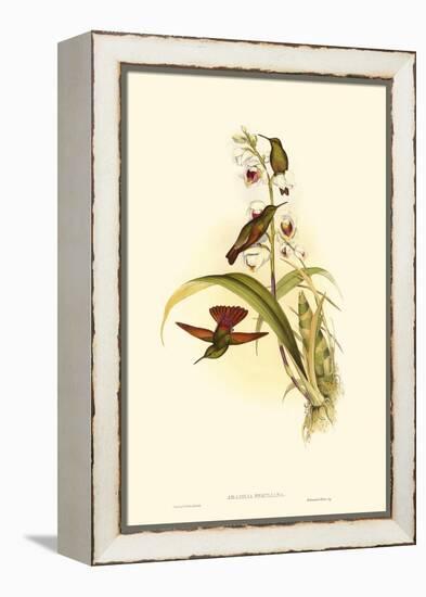 Small Gould Hummingbird II-John Gould-Framed Stretched Canvas