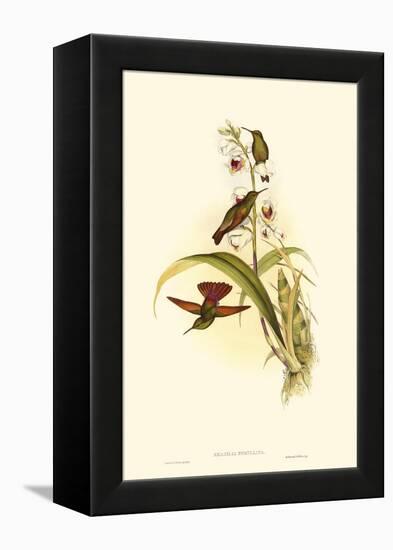 Small Gould Hummingbird II-John Gould-Framed Stretched Canvas
