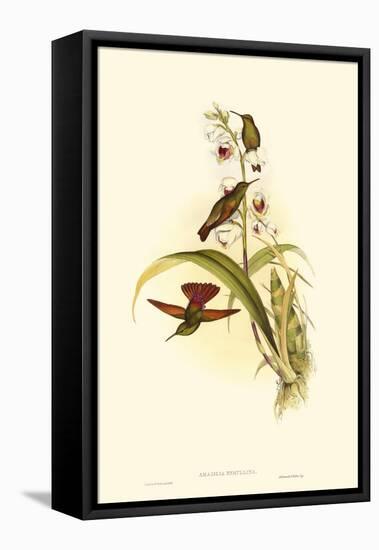 Small Gould Hummingbird II-John Gould-Framed Stretched Canvas