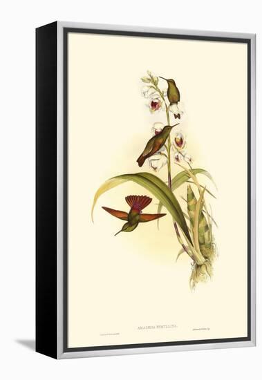 Small Gould Hummingbird II-John Gould-Framed Stretched Canvas