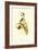 Small Gould Hummingbird II-John Gould-Framed Art Print