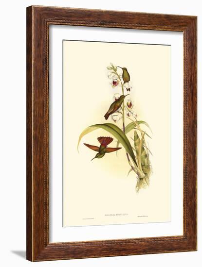 Small Gould Hummingbird II-John Gould-Framed Art Print