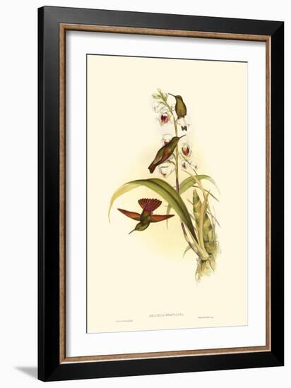 Small Gould Hummingbird II-John Gould-Framed Art Print