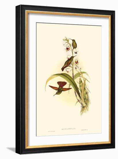 Small Gould Hummingbird II-John Gould-Framed Art Print