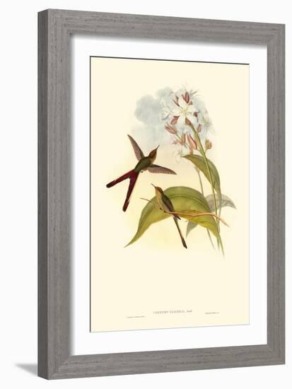 Small Gould Hummingbird III-John Gould-Framed Art Print