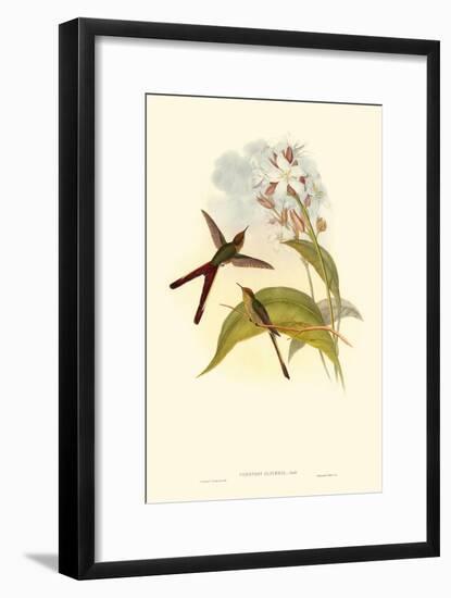 Small Gould Hummingbird III-John Gould-Framed Art Print