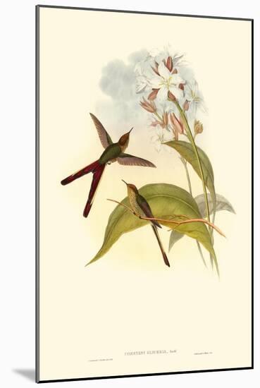 Small Gould Hummingbird III-John Gould-Mounted Art Print