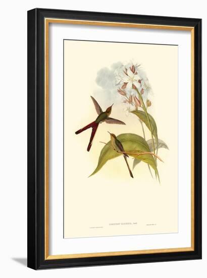 Small Gould Hummingbird III-John Gould-Framed Art Print