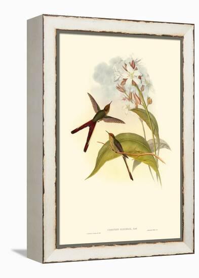 Small Gould Hummingbird III-John Gould-Framed Stretched Canvas