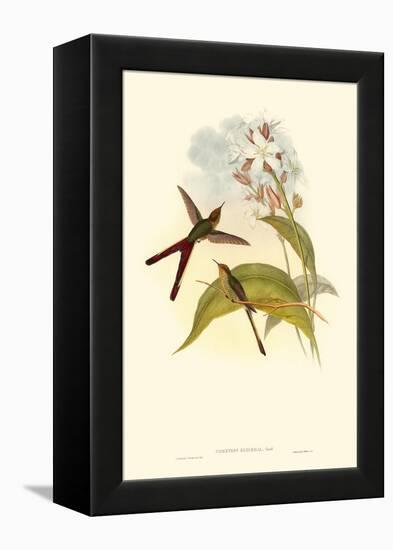 Small Gould Hummingbird III-John Gould-Framed Stretched Canvas