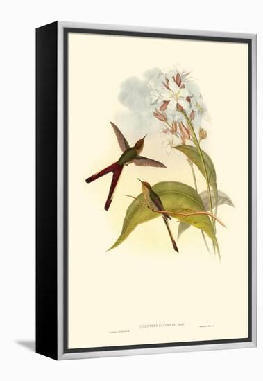 Small Gould Hummingbird III-John Gould-Framed Stretched Canvas