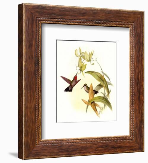 Small Gould Hummingbird IV-John Gould-Framed Art Print