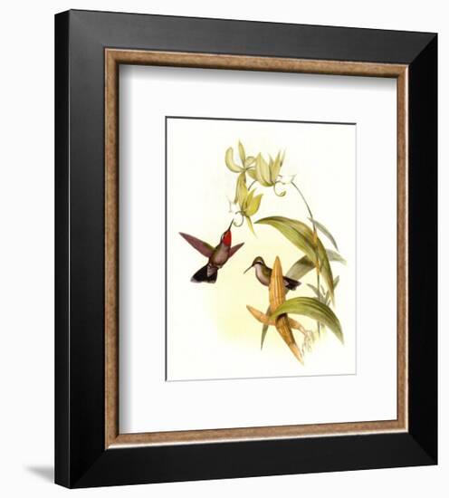 Small Gould Hummingbird IV-John Gould-Framed Art Print