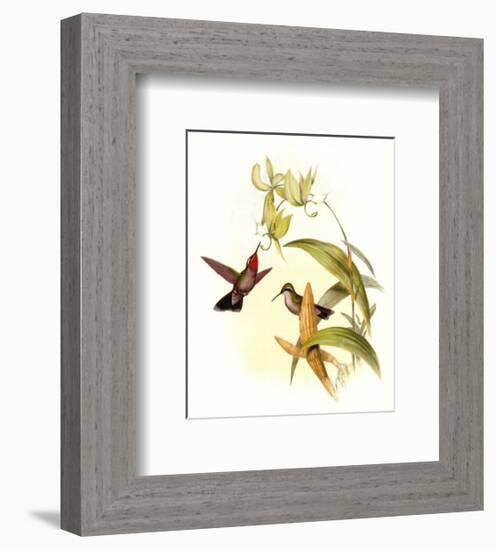 Small Gould Hummingbird IV-John Gould-Framed Art Print