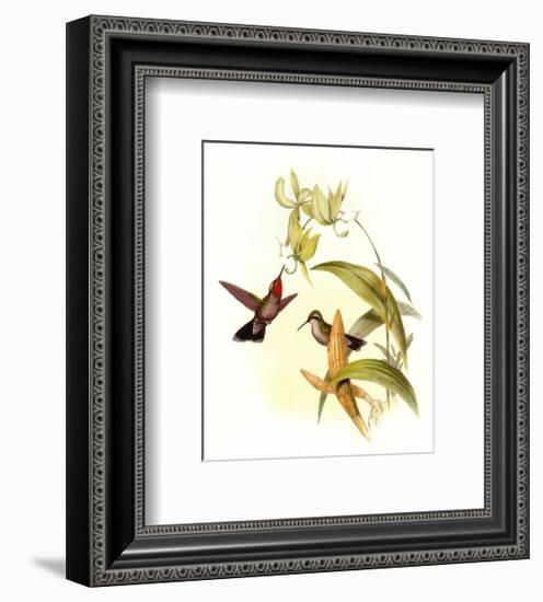 Small Gould Hummingbird IV-John Gould-Framed Art Print