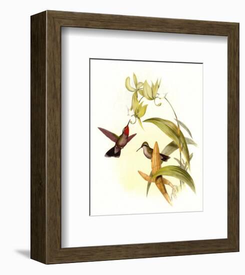 Small Gould Hummingbird IV-John Gould-Framed Art Print