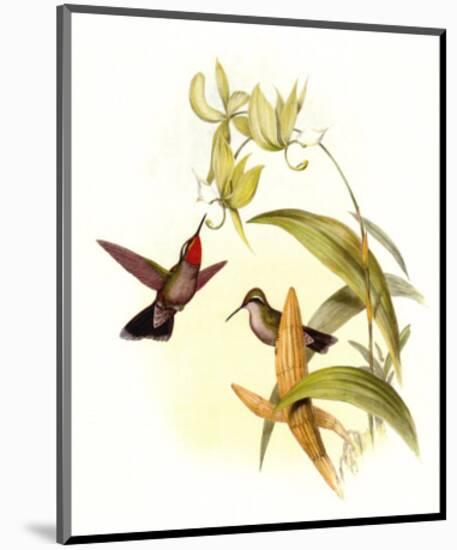Small Gould Hummingbird IV-John Gould-Mounted Art Print