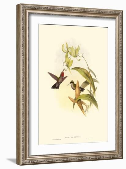 Small Gould Hummingbird IV-John Gould-Framed Art Print